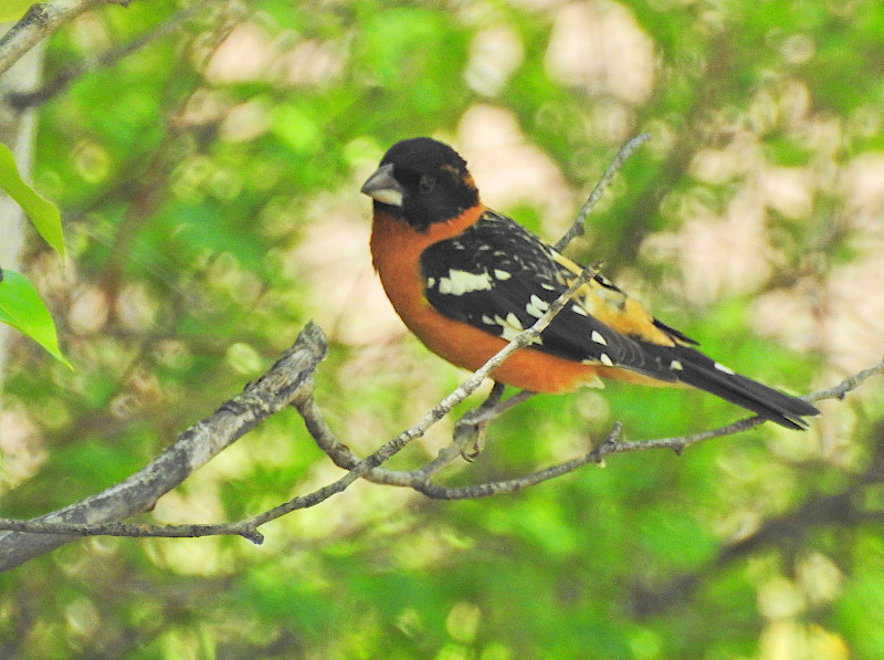 Black-headed Grosbeak