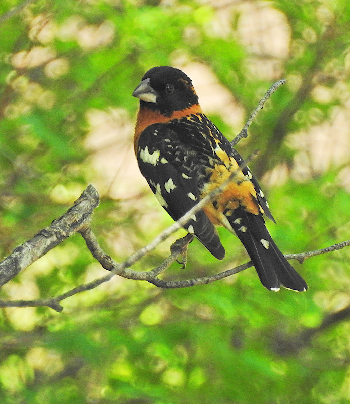 Black-headed Grosbeak