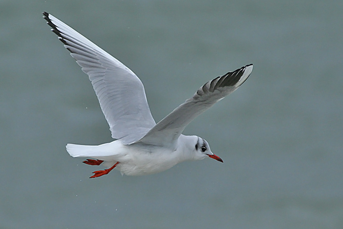 Black-headed Gull