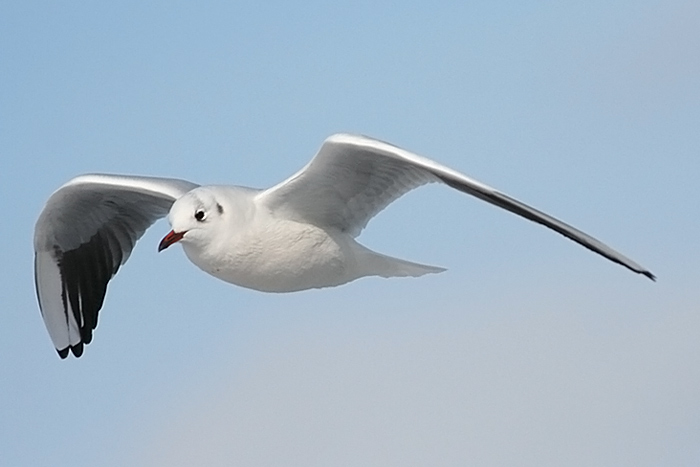 Black-headed Gull