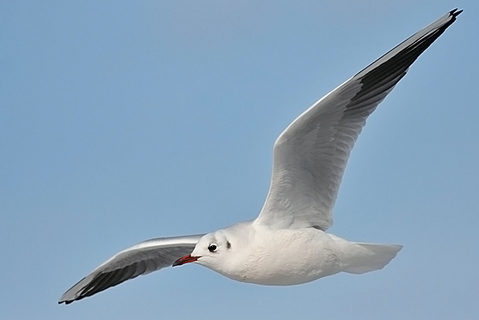 Black-headed Gull