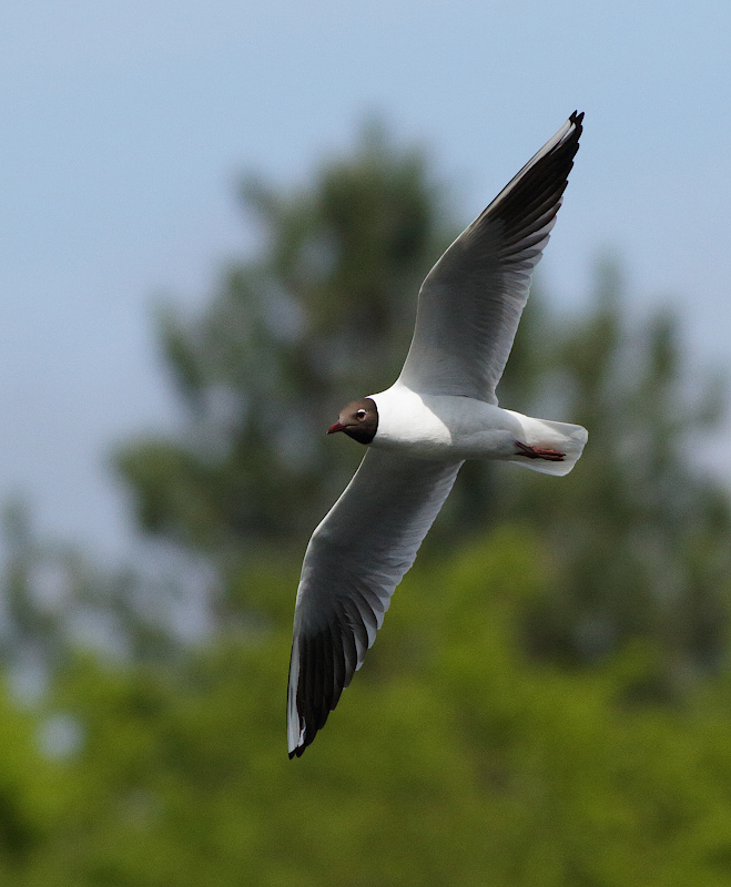 Black-headed Gull