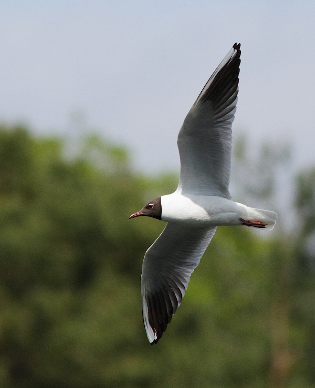 Black-headed Gull