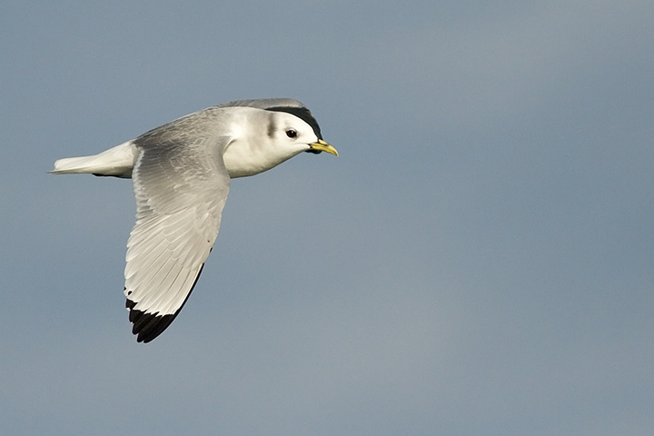 Black-legged Kittiwake