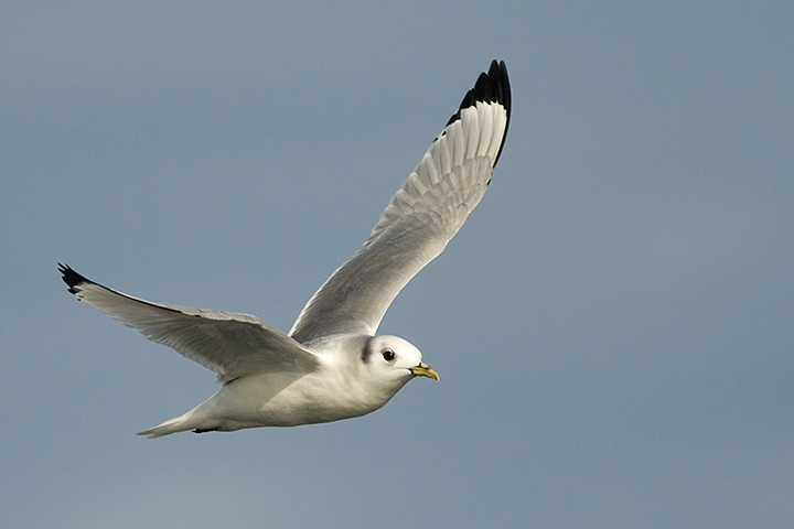 Black-legged Kittiwake