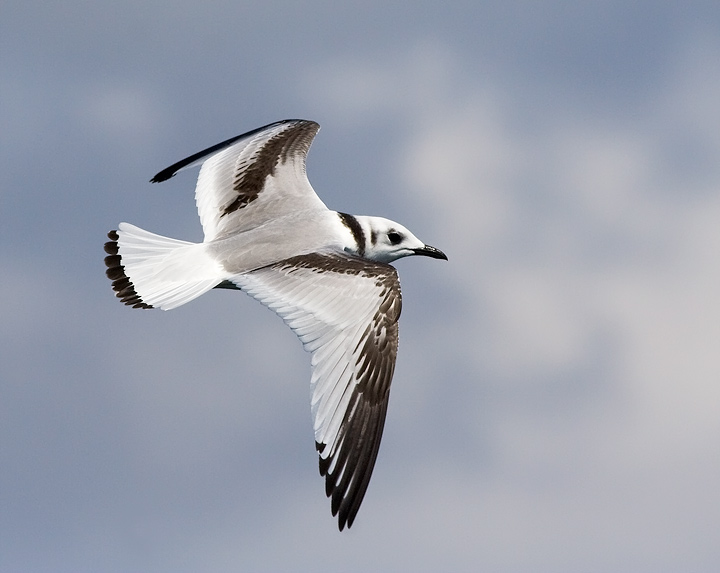 Black-legged Kittiwake