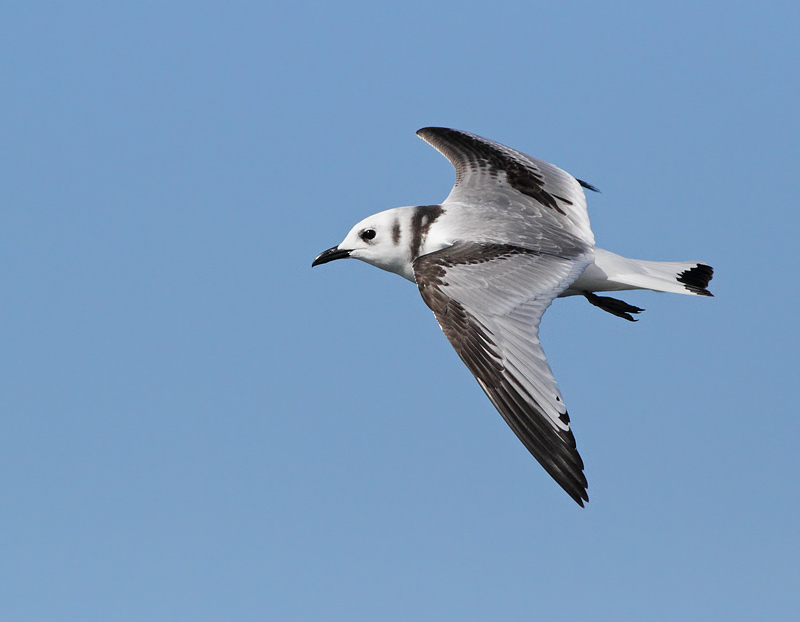 Black-legged Kittiwake
