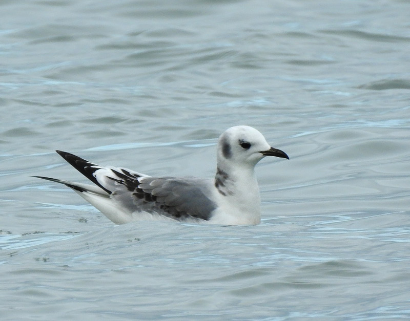 Black-legged Kittiwake