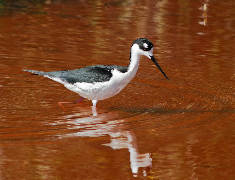Black-necked Stilt