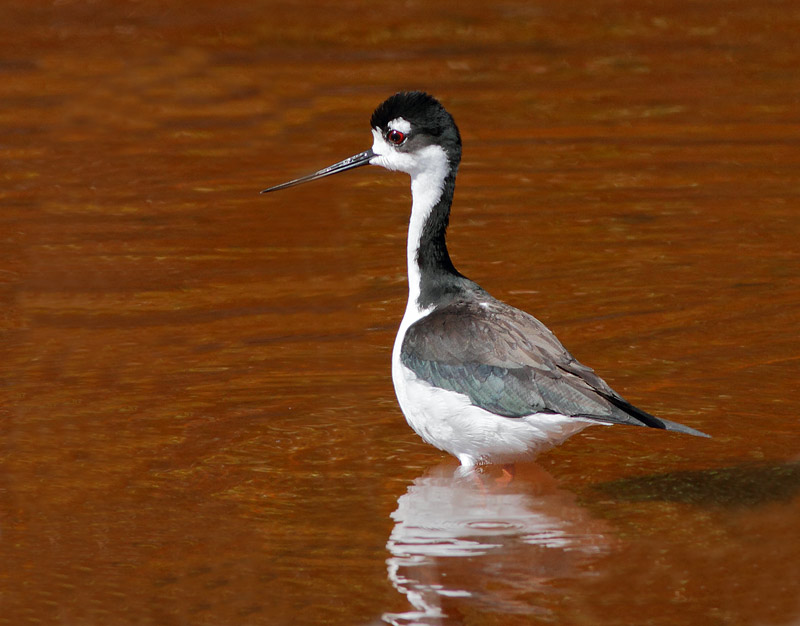 Black-necked Stilt