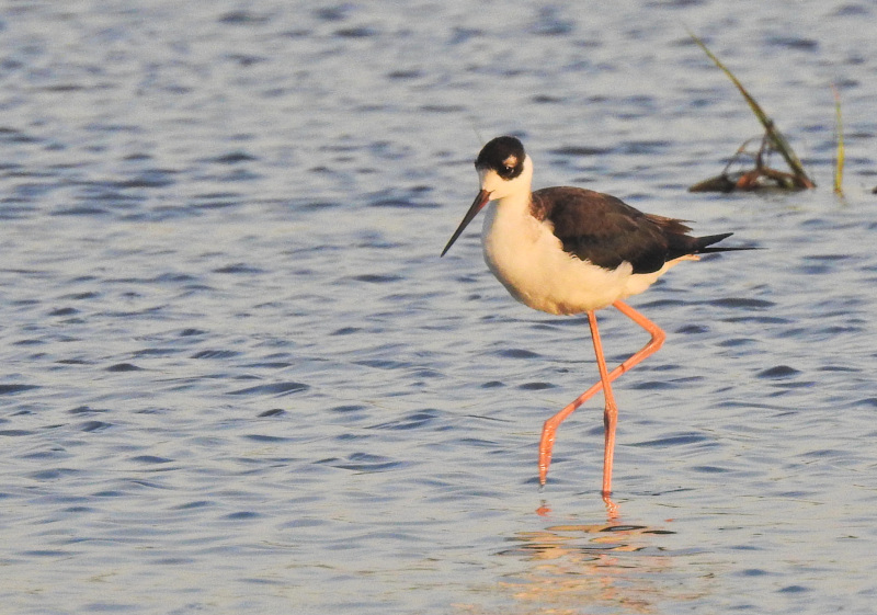 Black-necked Stilt
