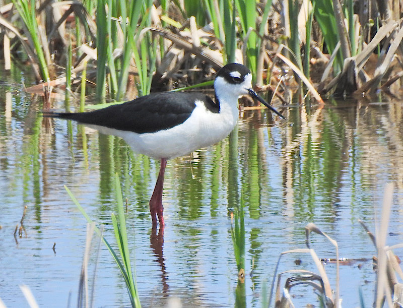 Black-necked Stilt