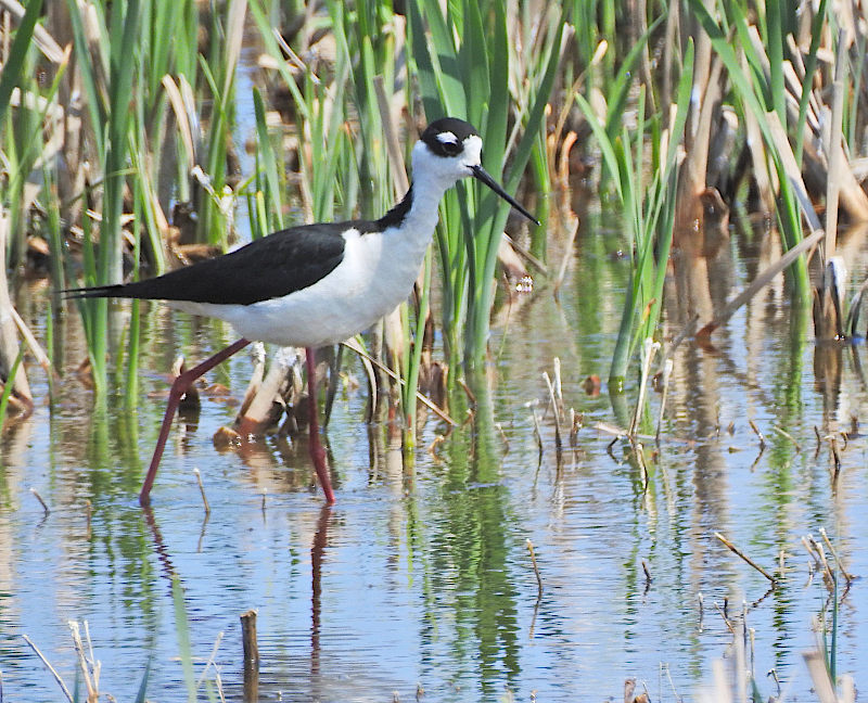 Black-necked Stilt