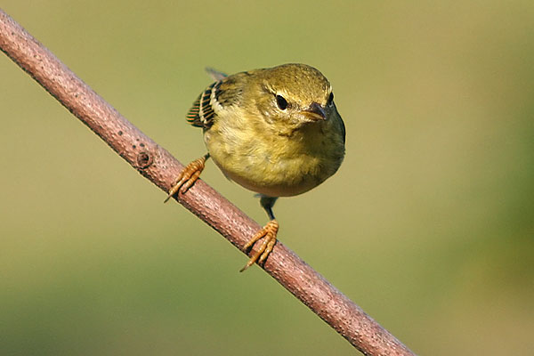 Blackpoll Warbler