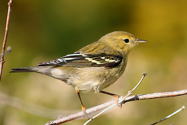 Blackpoll Warbler