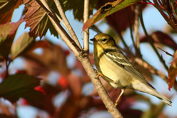 Blackpoll Warbler