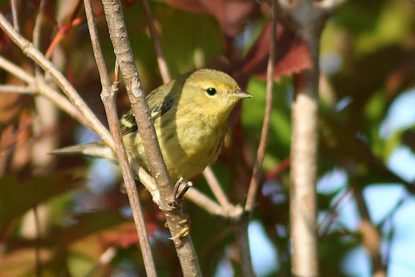 Blackpoll Warbler