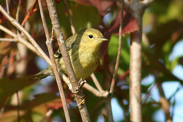 Blackpoll Warbler