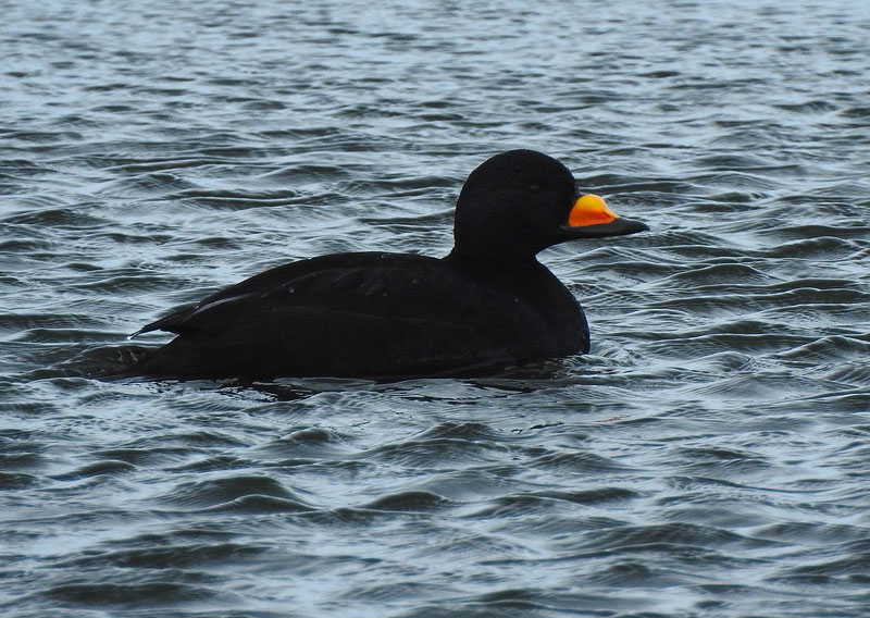 Black Scoter