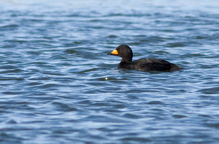 Black Scoter
