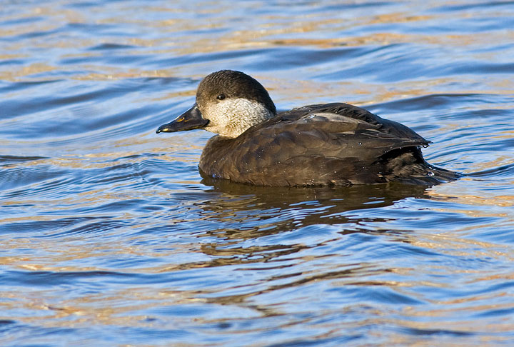 Black Scoter