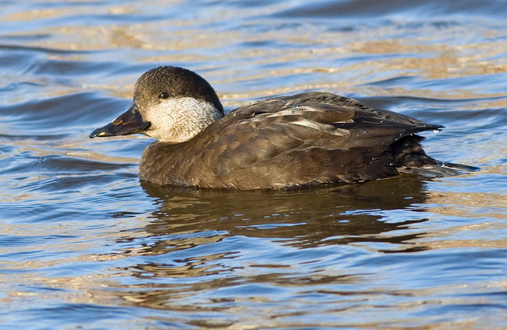 Black Scoter
