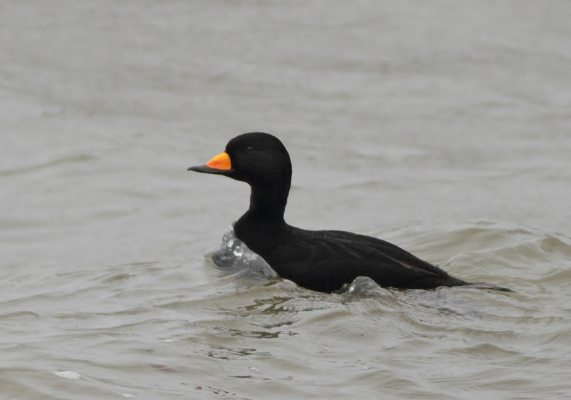 Black Scoter