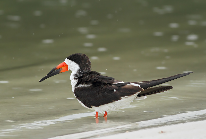 Black Skimmer
