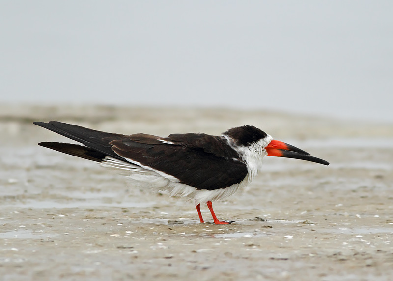 Black Skimmer