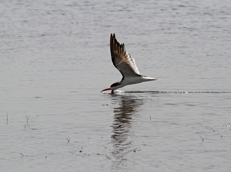 Black Skimmer