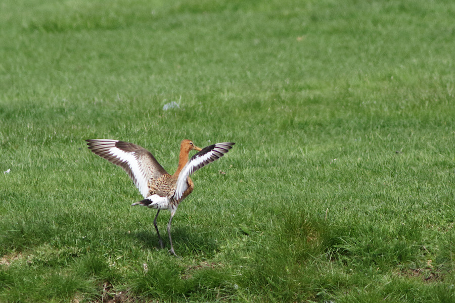 Black-tailed Godwit