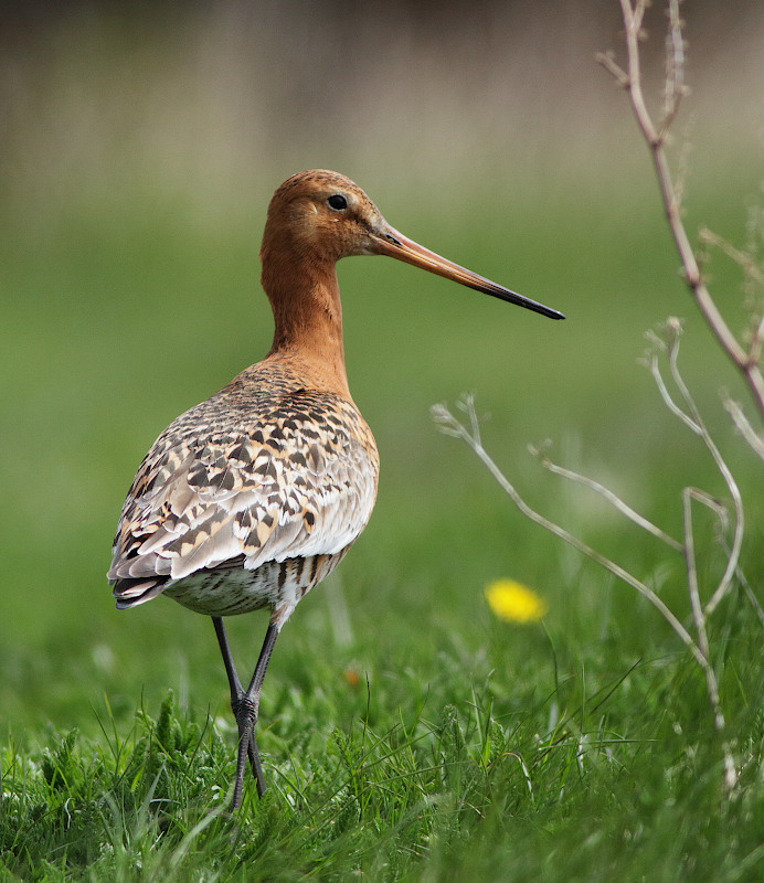 Black-tailed Godwit