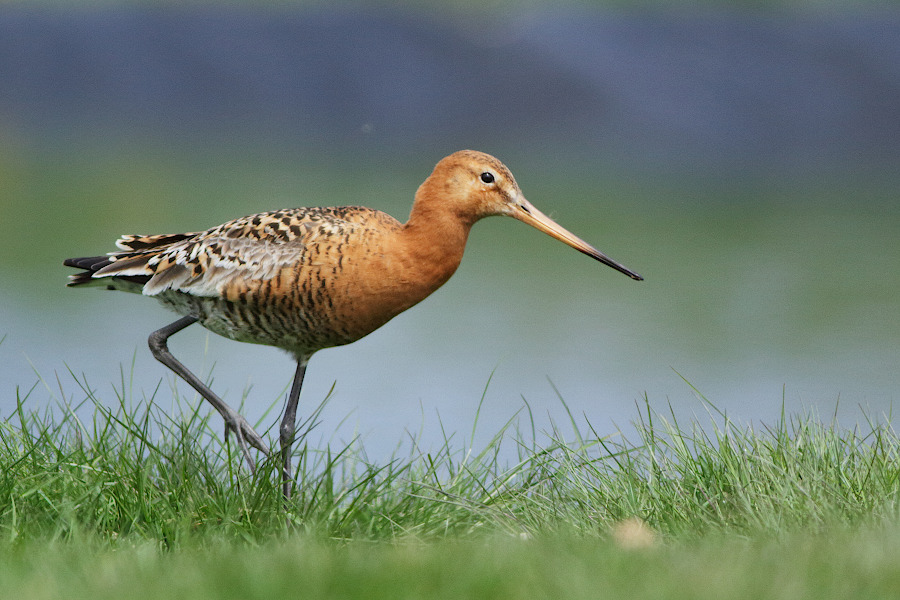 Black-tailed Godwit