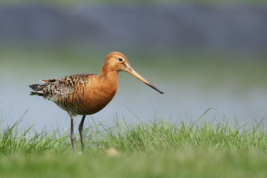 Black-tailed Godwit