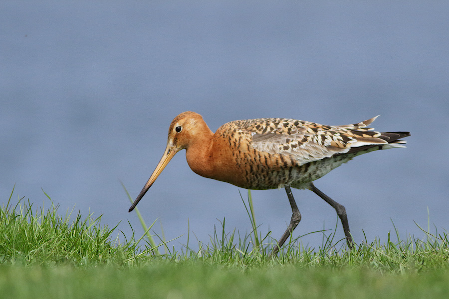 Black-tailed Godwit
