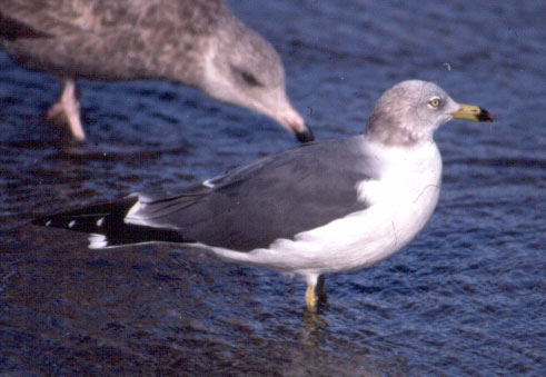 Black-tailed Gull