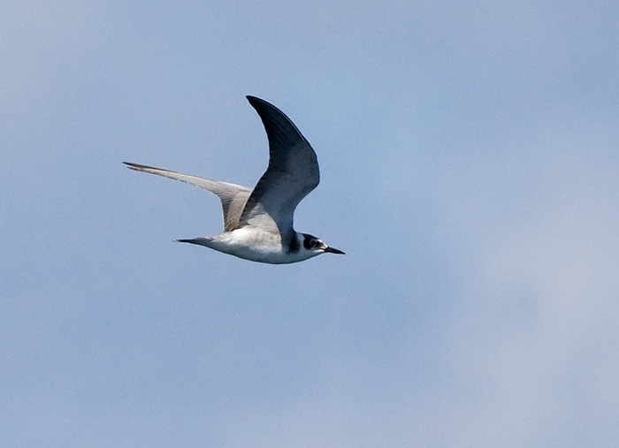 Black Tern