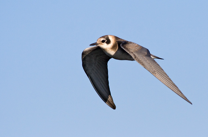 Black Tern