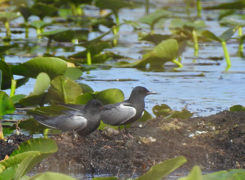 Black Tern