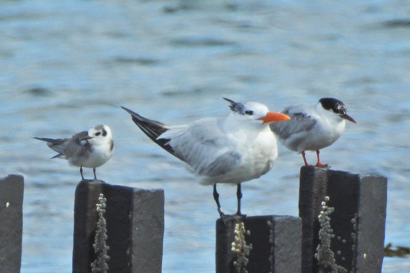 Black Tern