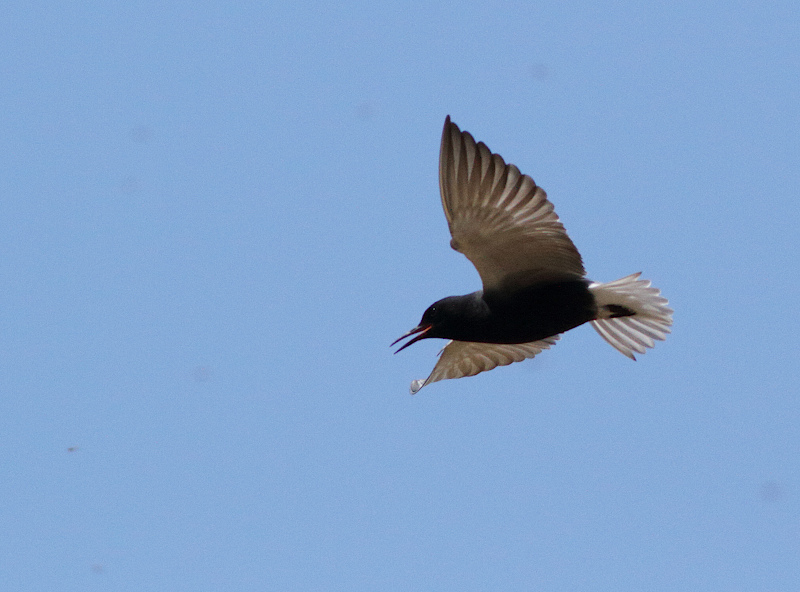 Black Tern