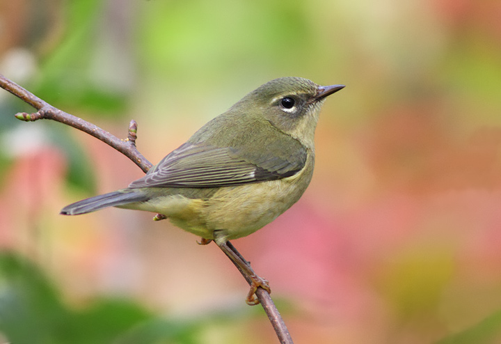 Black-throated Blue Warbler