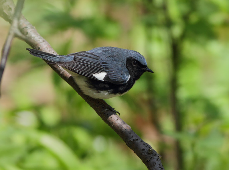 Black-throated Blue Warbler
