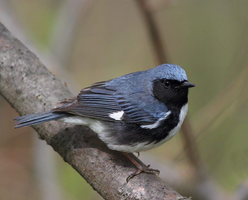 Black-throated Blue Warbler