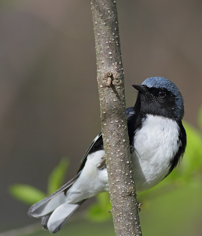 Black-throated Blue Warbler