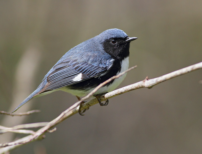 Black-throated Blue Warbler