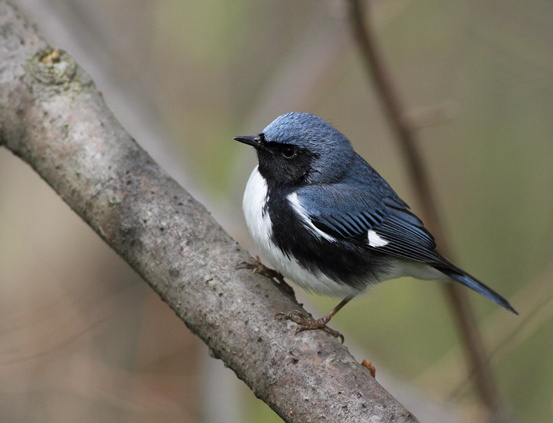 Black-throated Blue Warbler