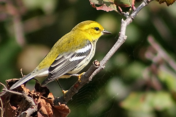 Black-throated Green Warbler