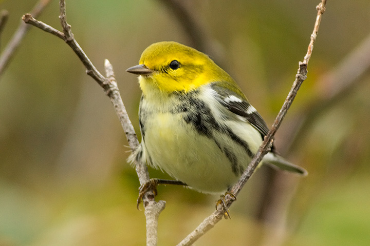 Black-throated Green Warbler
