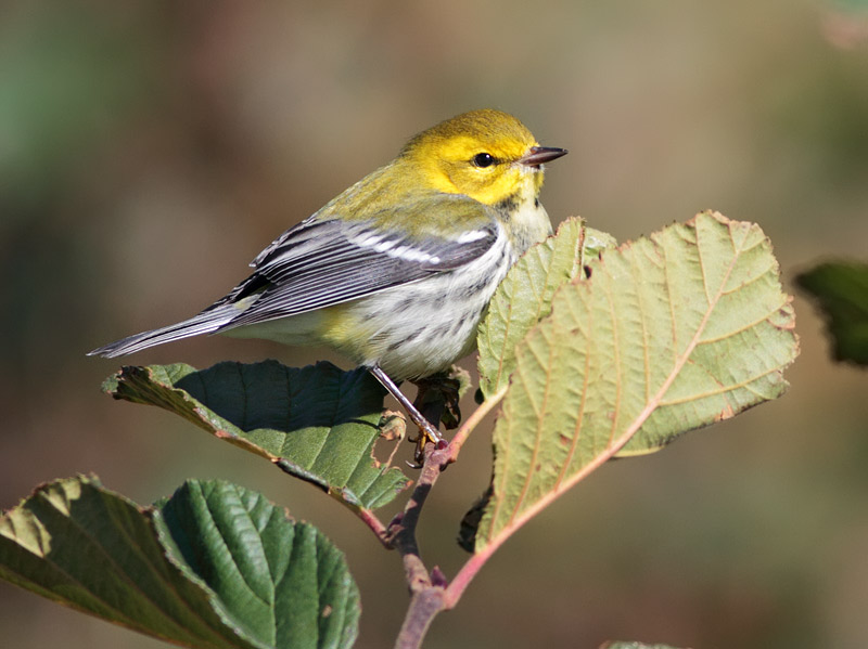 Black-throated Green Warbler